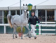 x del Buttasella Tosc Tour2013- S5 1724 : Arezzo, Cavalli d'Italia, Clara del Buttasella, Toscana Tour 2013, foto di Stefano Secchi ©
